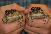toads_134px.jpg