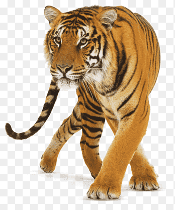 pussy.png
